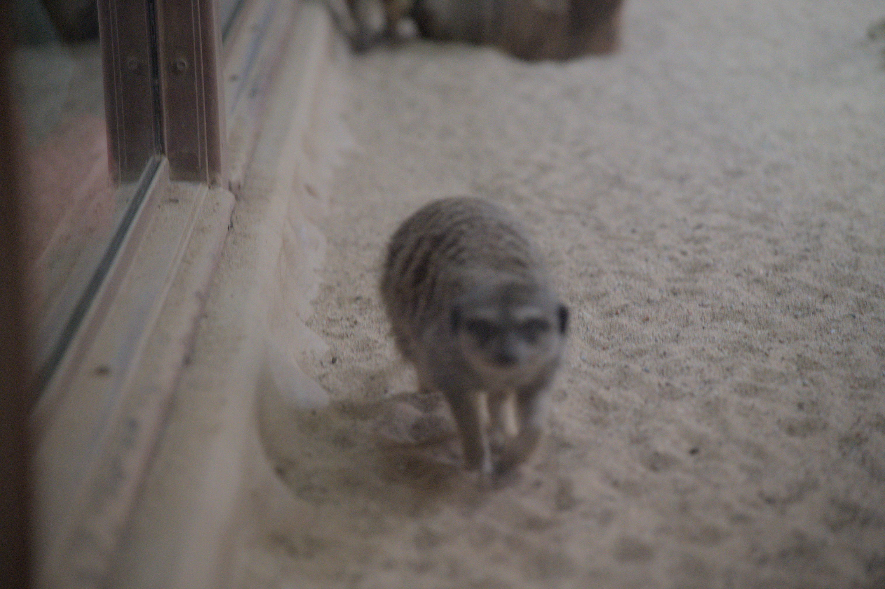 2025/10/12 - zoo/DSC_0322.jpg